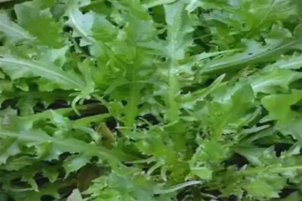 家庭阳台几月可以种荠菜,北方地区可以选择在4-5月份