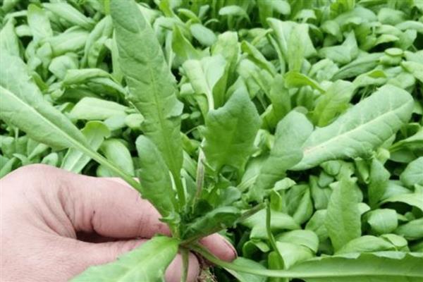 家庭阳台几月可以种荠菜,北方地区可以选择在4-5月份