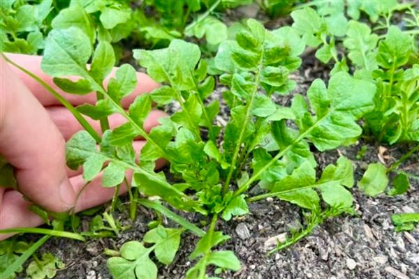 家庭阳台几月可以种荠菜,北方地区可以选择在4-5月份