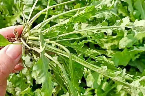 家庭阳台几月可以种荠菜,北方地区可以选择在4-5月份