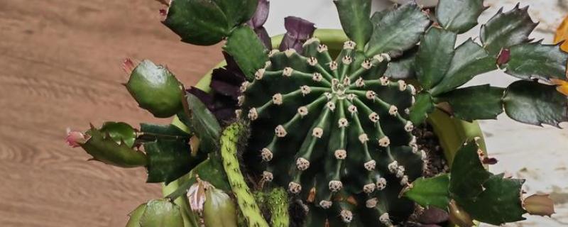 仙人球如何嫁接蟹爪兰，仙人球长到高30厘米时嫁接