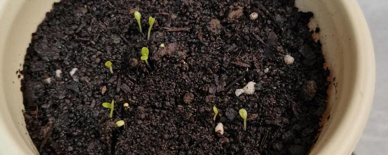 雏菊什么时候播种，8-9月播种为佳