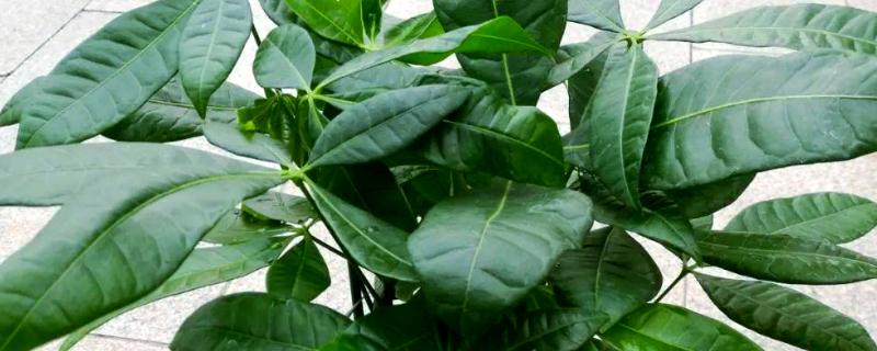 春天对发财树浇水的方法，一般每隔7-10天浇一次