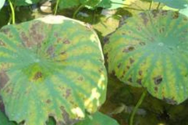 莲藕褐纹病的发病症状，叶正面会出现针头大小的黄褐色小斑点