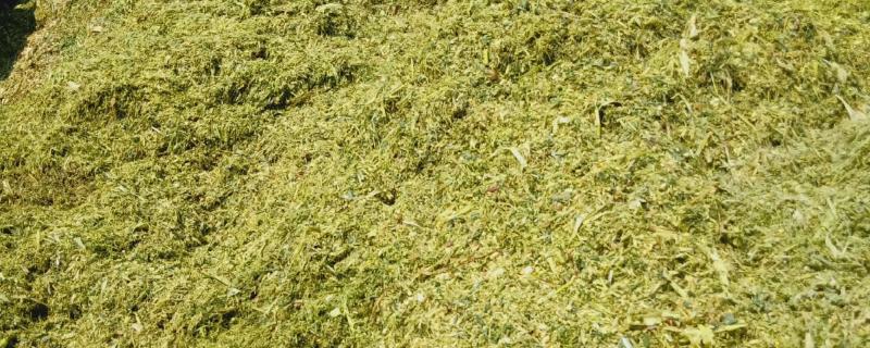 全株青储玉米的亩产量，常规品种能达到6-7.5吨左右