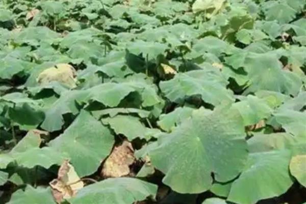 莲藕褐纹病的发病症状，叶正面会出现针头大小的黄褐色小斑点