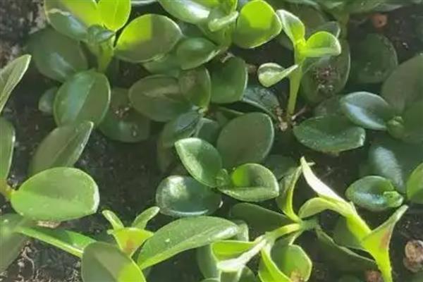 金鱼吊兰的繁殖方法,常用播种、分株等方式