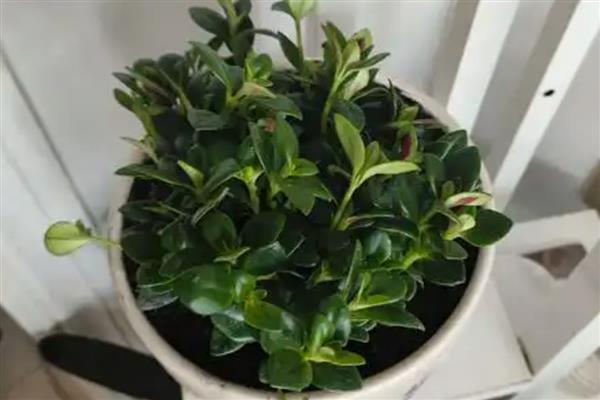 金鱼吊兰的繁殖方法,常用播种、分株等方式