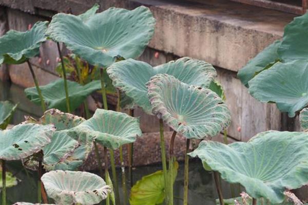 莲藕褐纹病的发病症状，叶正面会出现针头大小的黄褐色小斑点