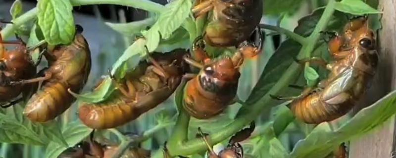 知了养殖需要多少年,需要三年左右的时间