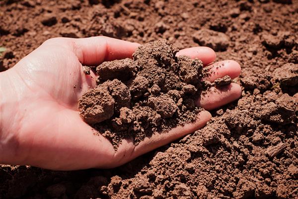 金鱼吊兰的繁殖方法,常用播种、分株等方式