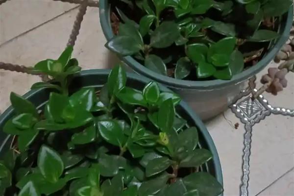 金鱼吊兰的繁殖方法,常用播种、分株等方式