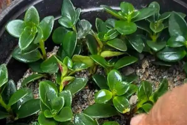 金鱼吊兰的繁殖方法,常用播种、分株等方式