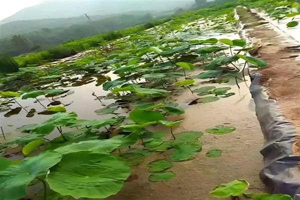 莲藕褐纹病的发病症状，叶正面会出现针头大小的黄褐色小斑点