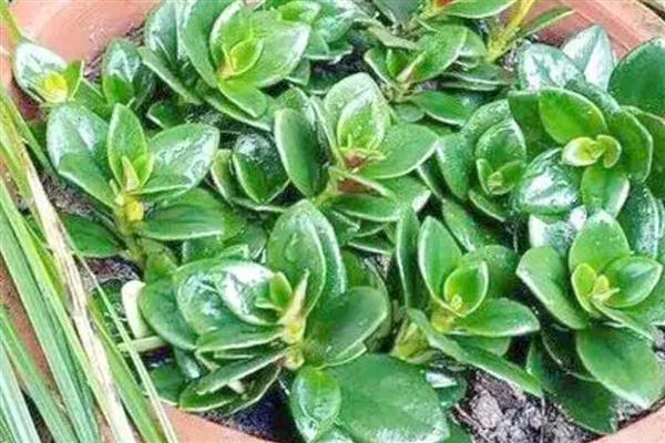 金鱼吊兰的繁殖方法,常用播种、分株等方式