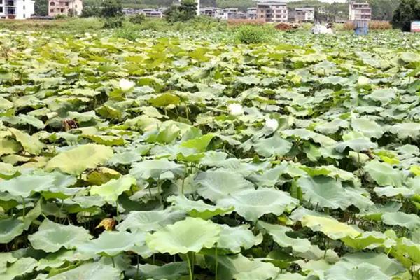 莲藕褐纹病的发病症状，叶正面会出现针头大小的黄褐色小斑点