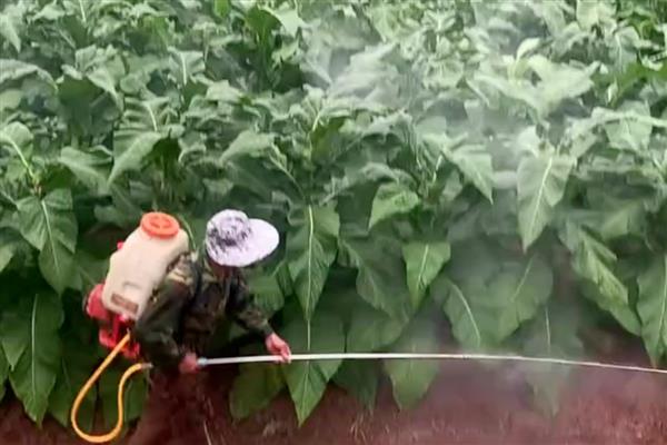 戊唑醇的常见剂型，有75%水分散粒剂、6%胶悬剂等种类