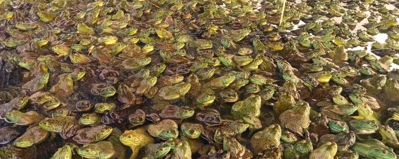 牛蛙一亩的产量,常规养殖下一亩为1-2万公斤