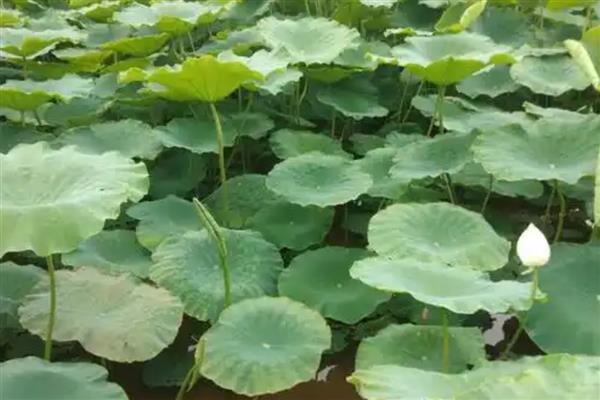 莲藕褐纹病的发病症状，叶正面会出现针头大小的黄褐色小斑点