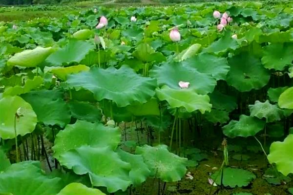 莲藕褐纹病的发病症状，叶正面会出现针头大小的黄褐色小斑点