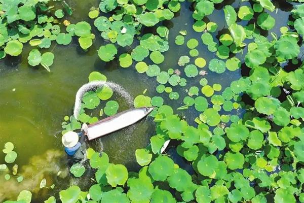 莲藕褐纹病的发病症状，叶正面会出现针头大小的黄褐色小斑点