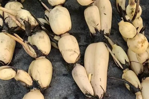 莲藕褐纹病的发病症状，叶正面会出现针头大小的黄褐色小斑点