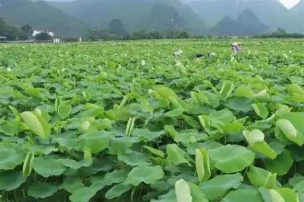 莲藕褐纹病的发病症状，叶正面会出现针头大小的黄褐色小斑点