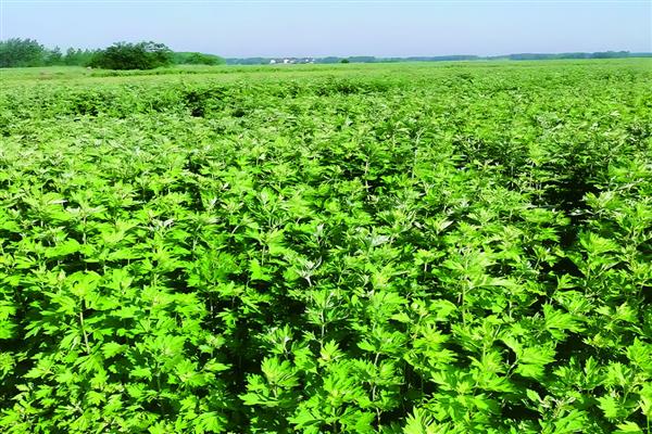 哪种艾叶能吃,每个品种都是可以吃