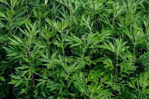 哪种艾叶能吃,每个品种都是可以吃