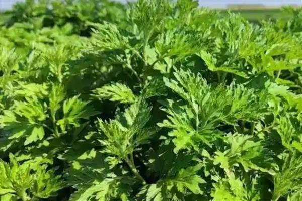 哪种艾叶能吃,每个品种都是可以吃