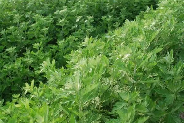 哪种艾叶能吃,每个品种都是可以吃