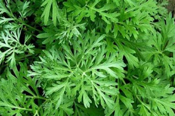 哪种艾叶能吃,每个品种都是可以吃