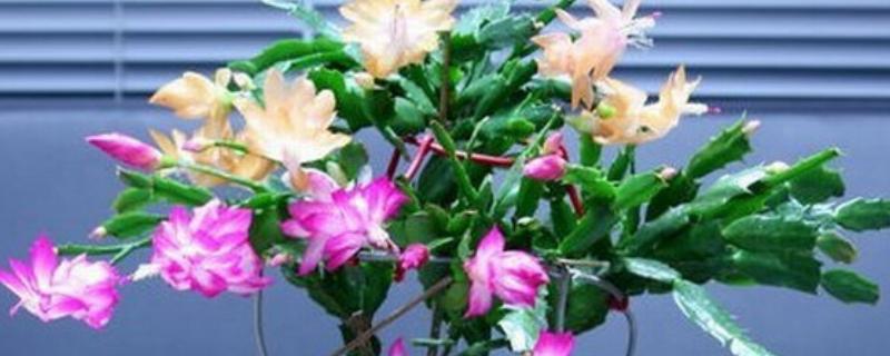 叶仙花的外观，长有较大的黄绿色叶片