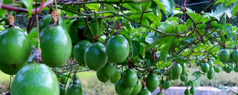 百香果怎么拉线，把水泥杆插在土壤中穿入铁丝牵成拱形顶