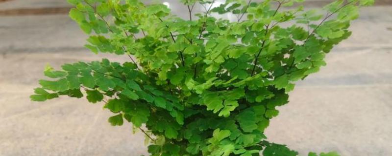 耐阴的室内植物,推荐铁线蕨、棕竹等