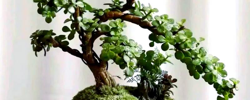 金枝玉叶夏天为何会掉叶，可能是遇到强光、浇水过少等因素所致