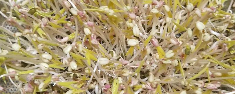 哪种豆可以长出豆芽,传统豆芽是从大豆中长出