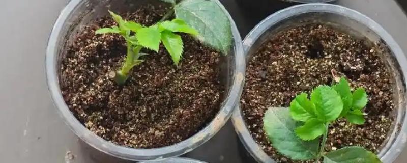 月季的扦插方法,春夏秋这三个季节均可进行