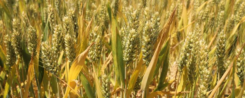 小麦分布在哪里，华北、华东、东北等地区均有种植
