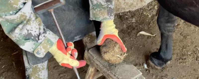 修剪驴蹄会不会产生痛感,驴蹄末端不含神经不会感到疼痛