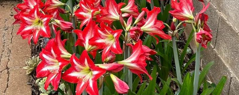 朱顶红怎么种植，种子发芽后每隔7天追肥一次