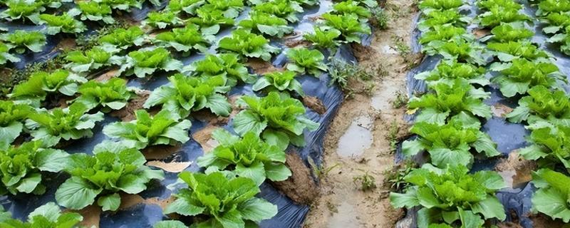 芥菜的种植时间，南方地区可在7月份开始播种