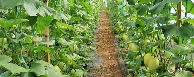 甜瓜需要搭架子吗,最好选择搭架种植