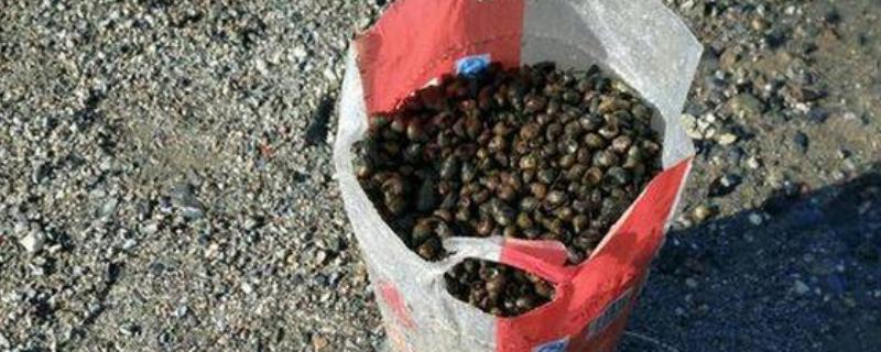 钓青鱼如何用螺蛳打窝,可将螺蛳与窝料一起抛投至钓点