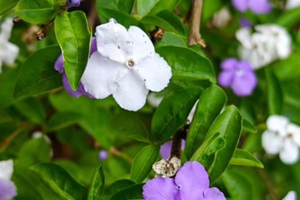 鸳鸯茉莉的修剪方法，较长的枝条要适当的修剪