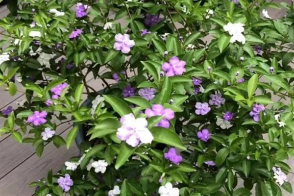 鸳鸯茉莉的修剪方法，较长的枝条要适当的修剪