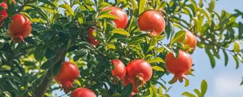 对石榴树浇水要注意什么，以小水勤浇为主