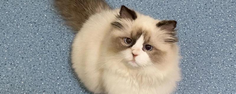 猫咪肺炎是不是难以治愈,及时确诊并治疗可让它恢复健康