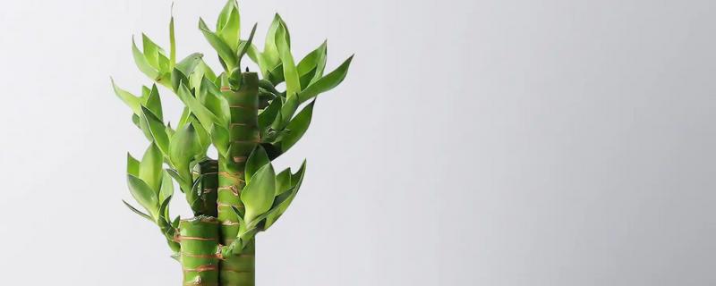 冬天养富贵竹如何避免它死亡，应确保室温达到15℃以上