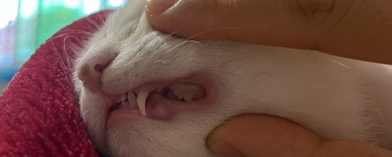 猫咪的牙齿有什么作用，犬牙可用来咬住东西、咀嚼食物